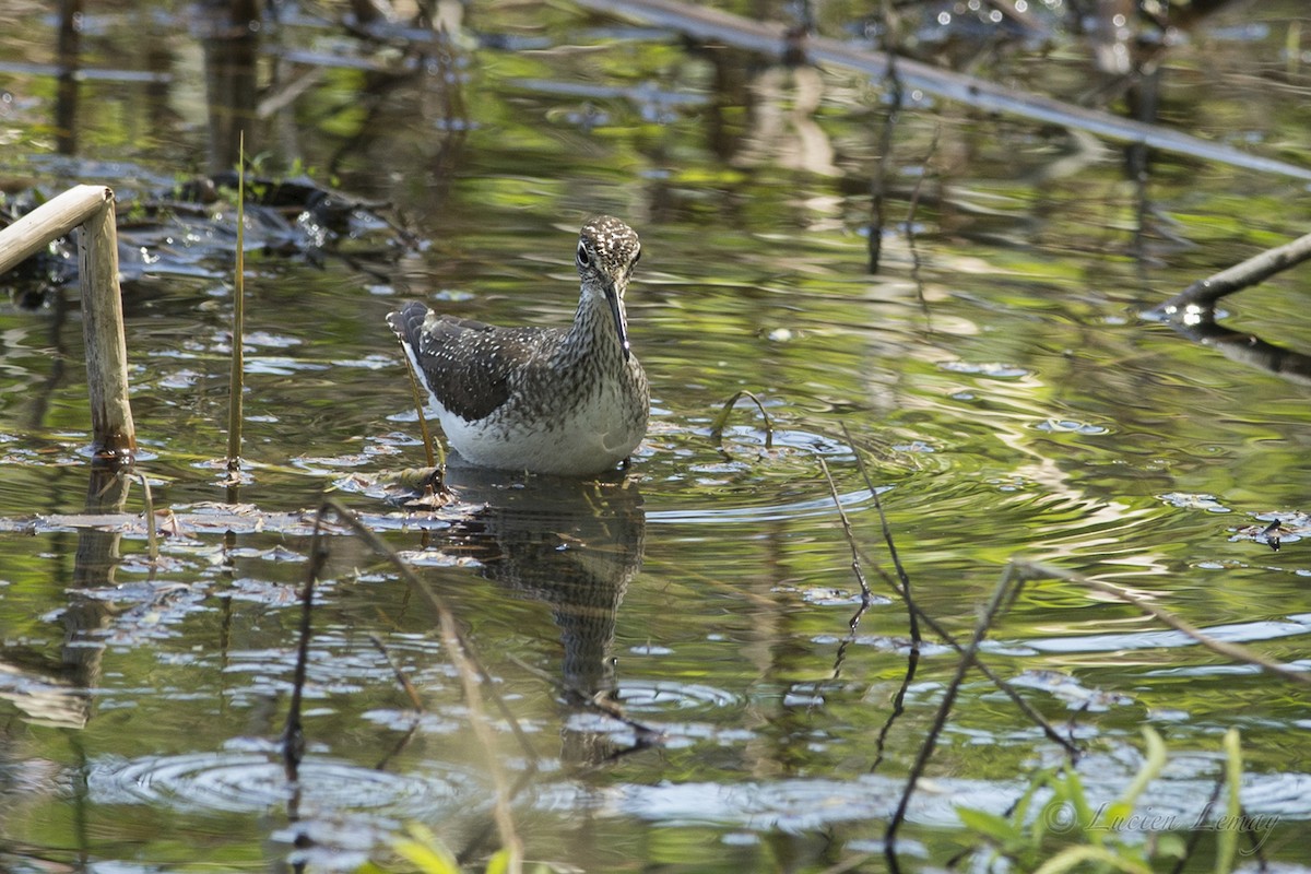 Solitary Sandpiper - ML100123051