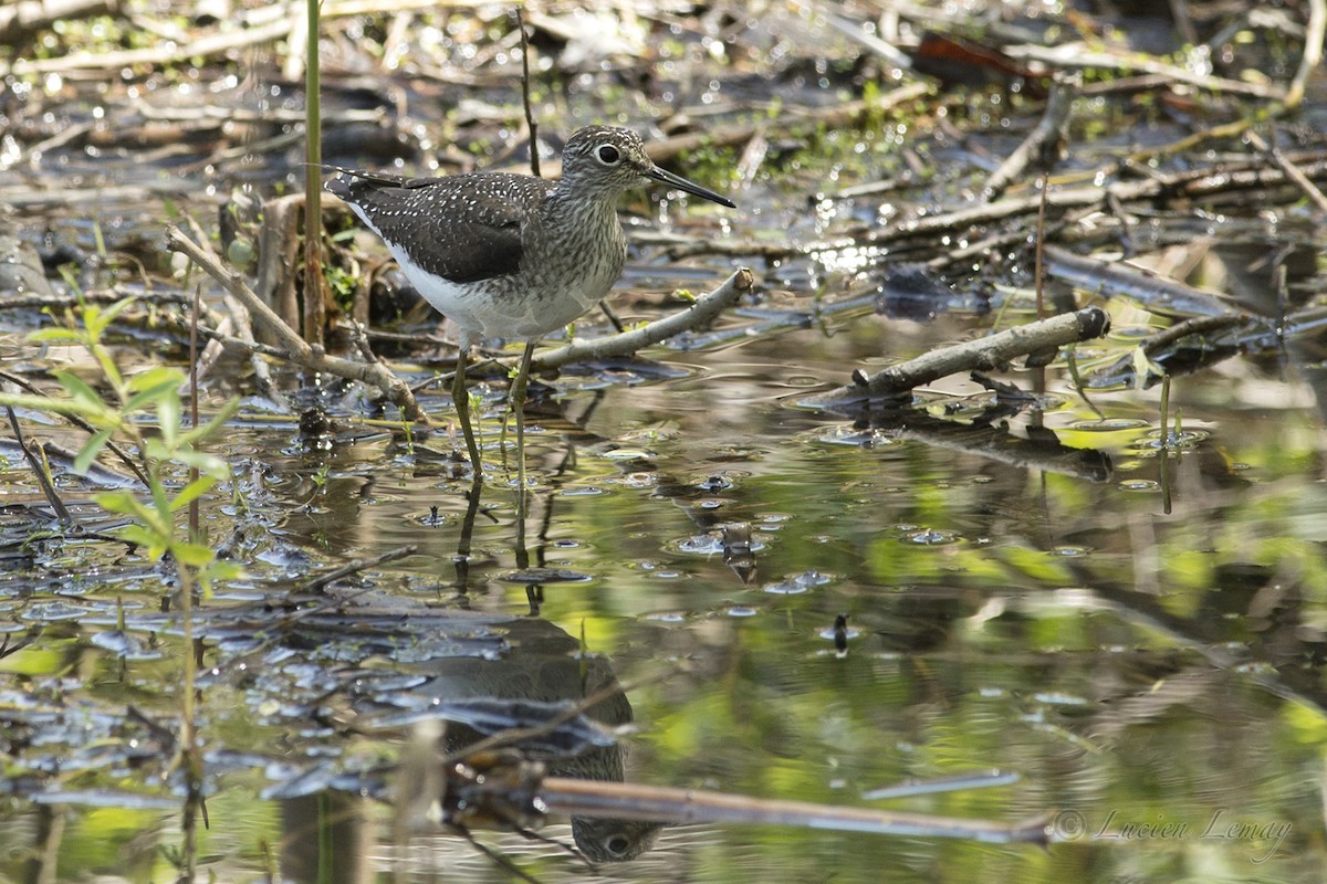 Solitary Sandpiper - ML100123111