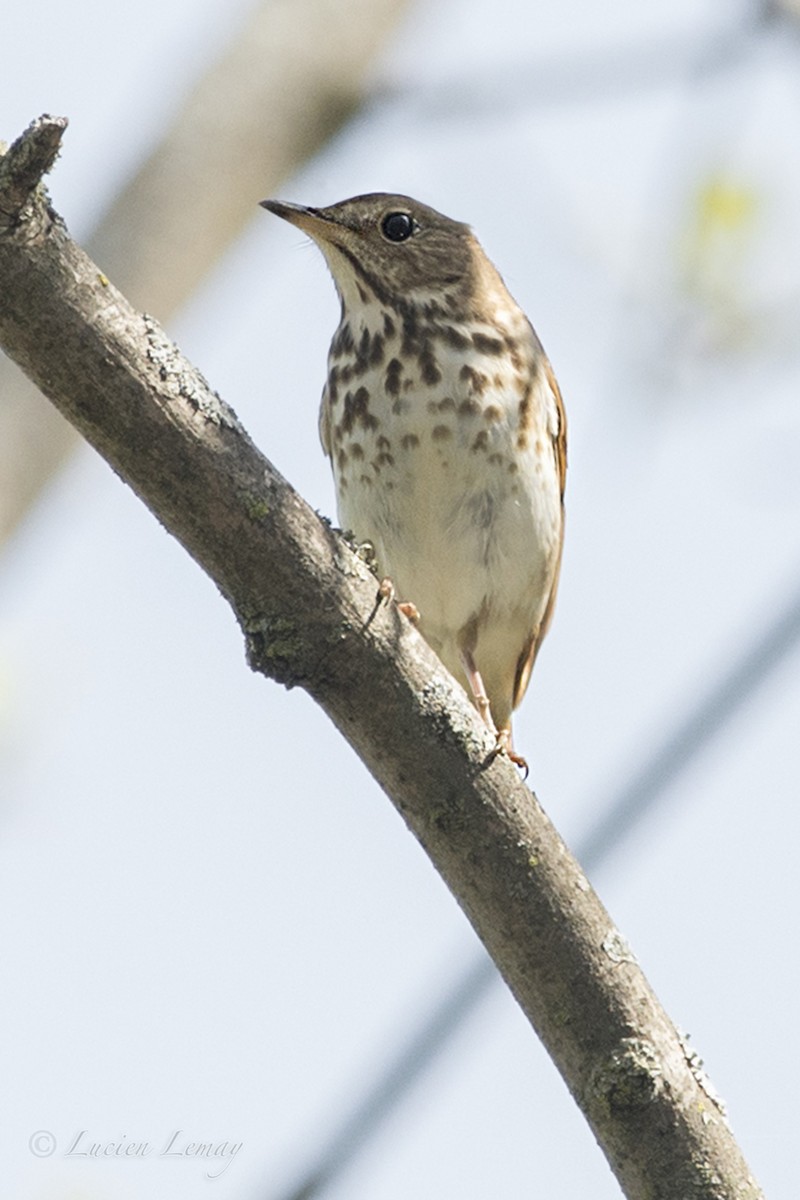 Hermit Thrush - Lucien Lemay