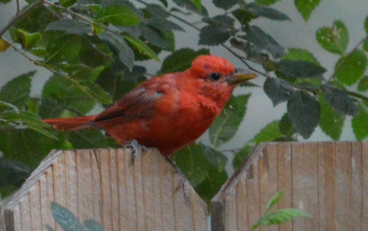 Summer Tanager - ML100123341