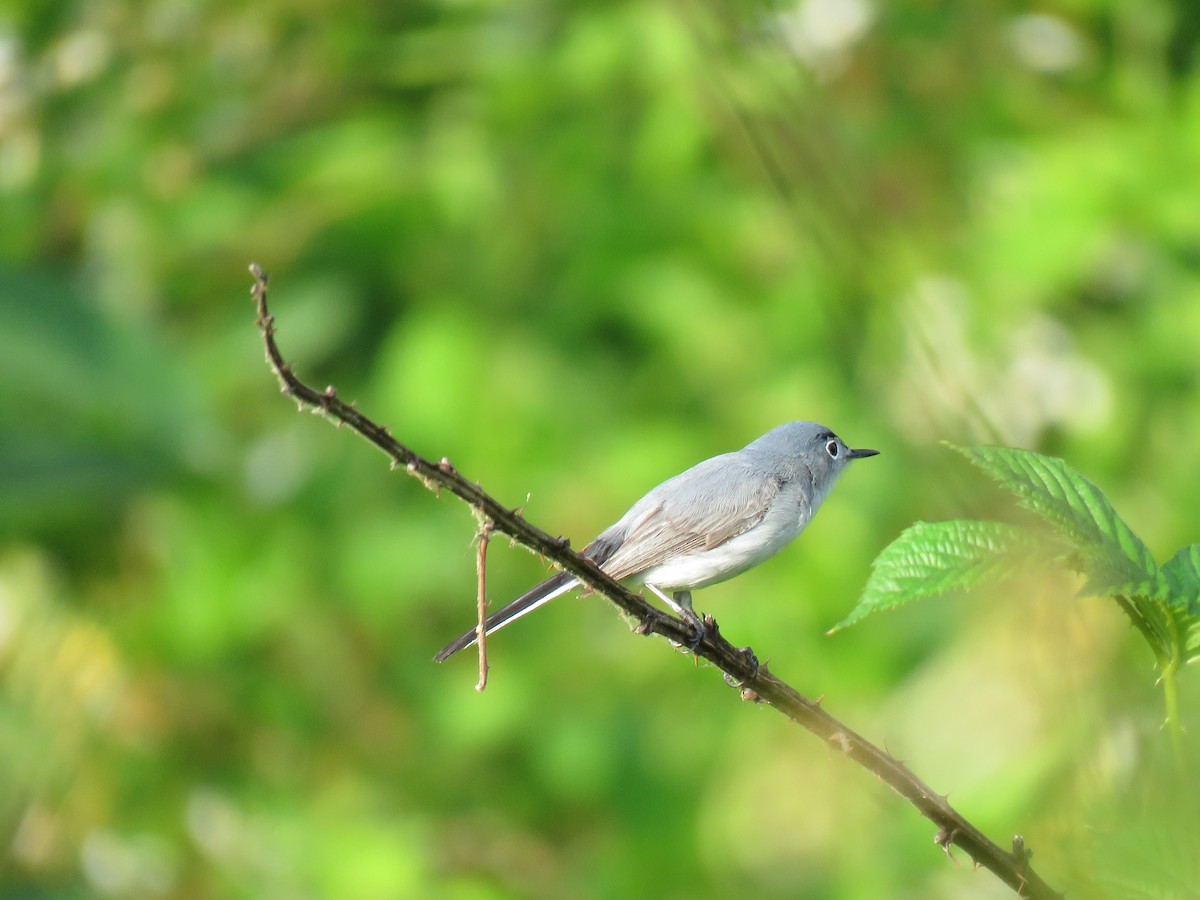 Gobemoucheron gris-bleu - ML100123401