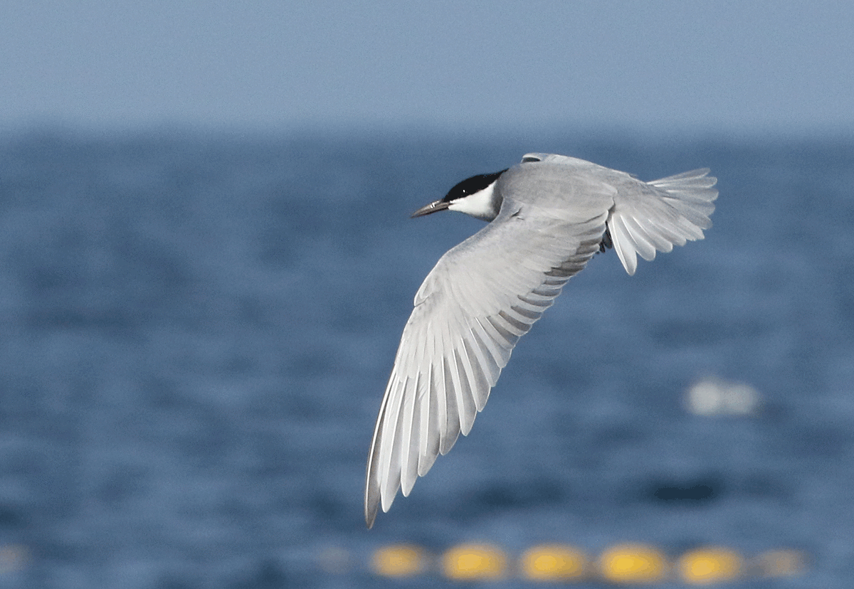 Whiskered Tern - Dave Bakewell