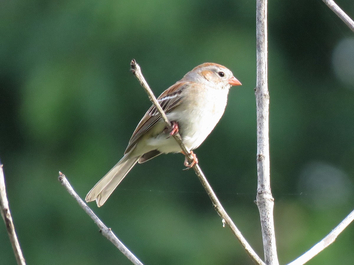 Field Sparrow - ML100123621