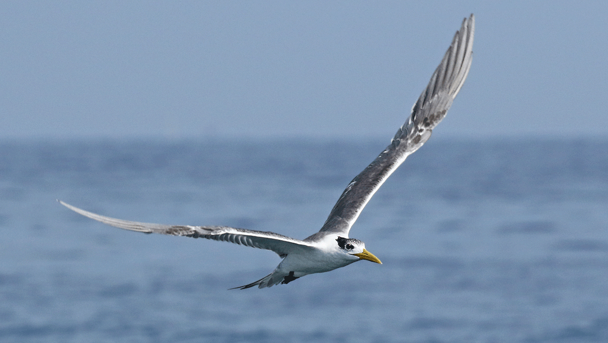 Great Crested Tern - Dave Bakewell