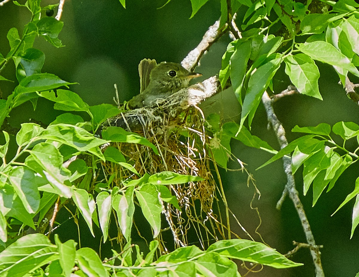 Acadian Flycatcher - ML100124321