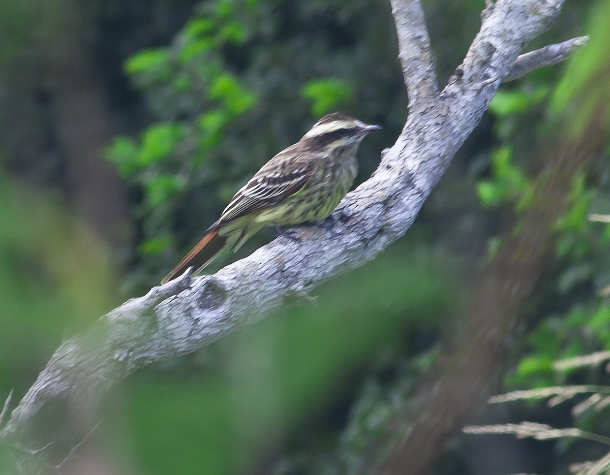 Variegated Flycatcher - ML100125881