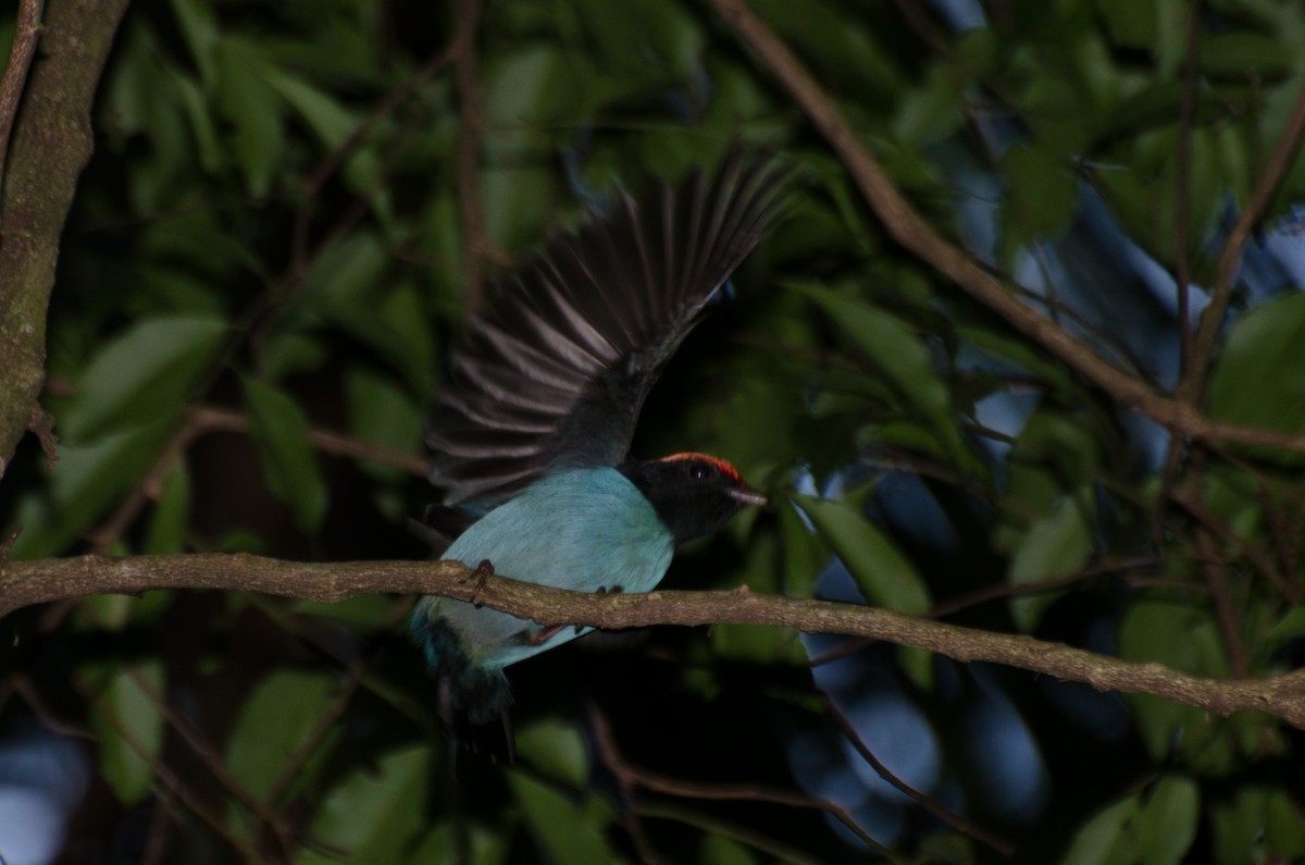 Swallow-tailed Manakin - ML100126291