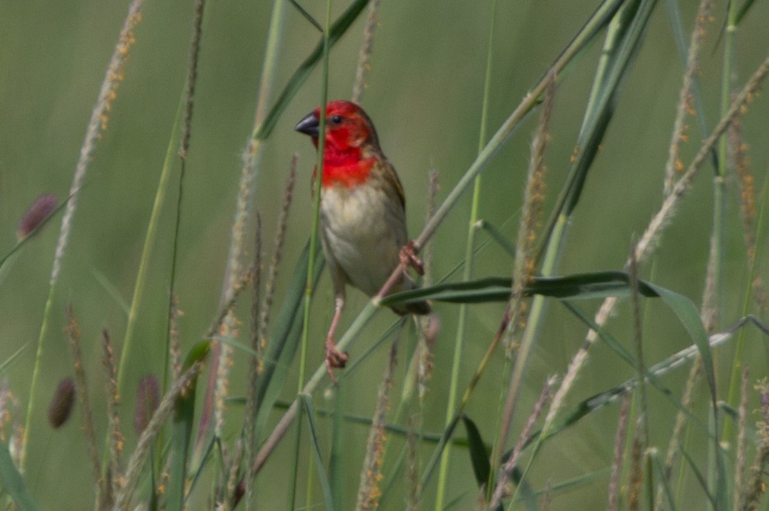 Cardinal Quelea - Lindy Fung