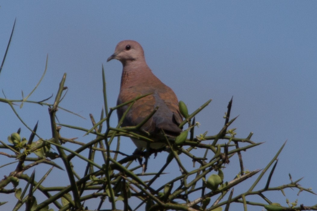 Laughing Dove - Lindy Fung