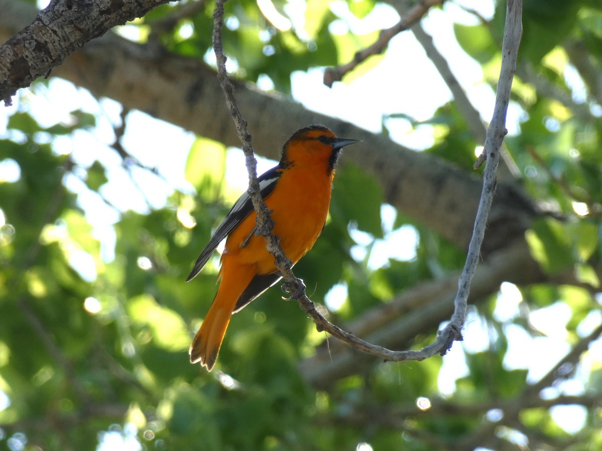 Bullock's Oriole - ML100128651