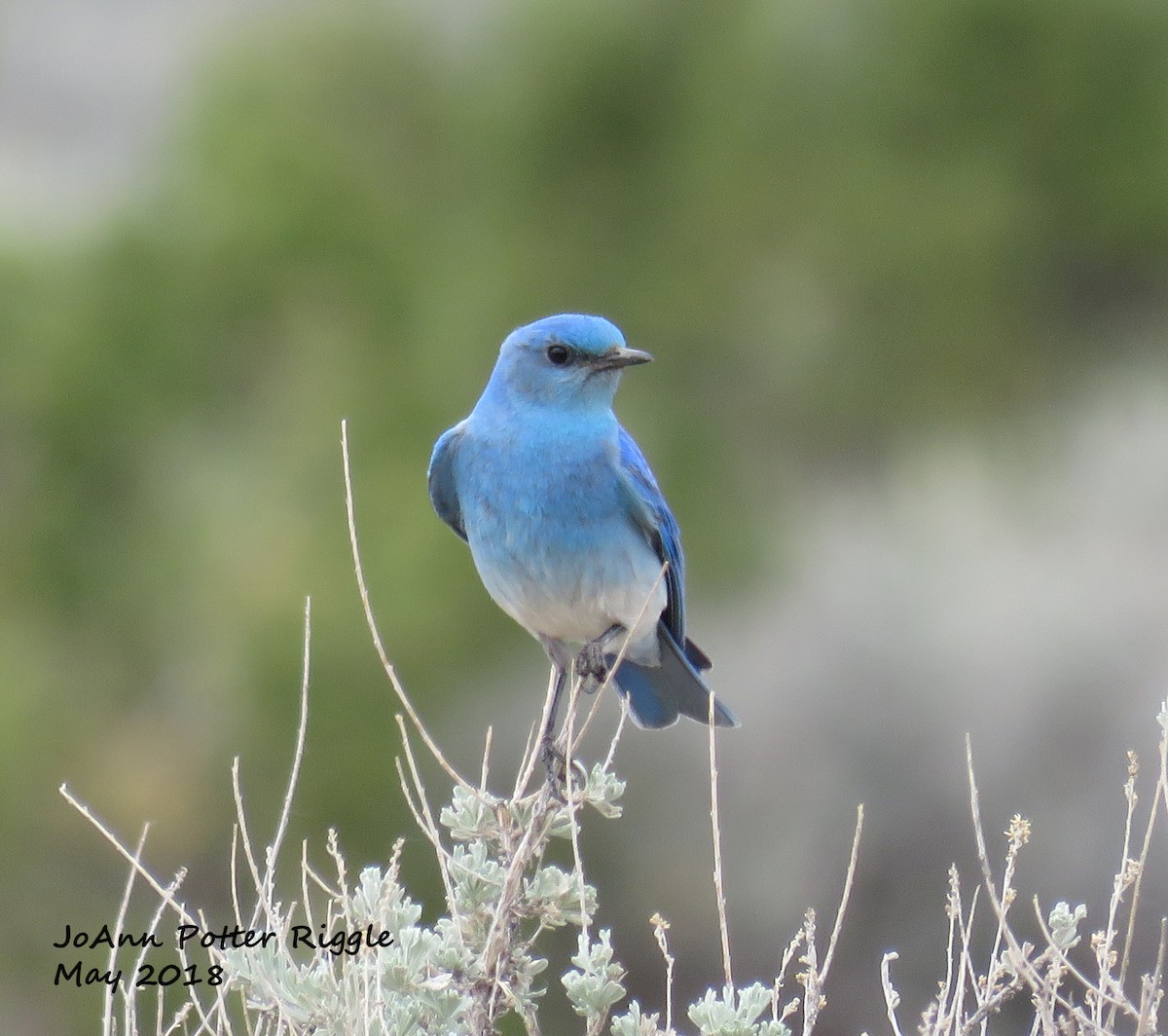 Mountain Bluebird - ML100129511