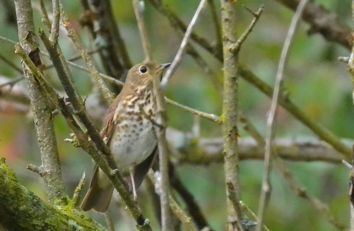 Hermit Thrush - ML100129931