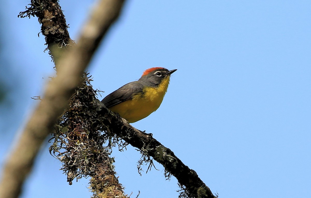 Brown-capped Redstart - ML100131241