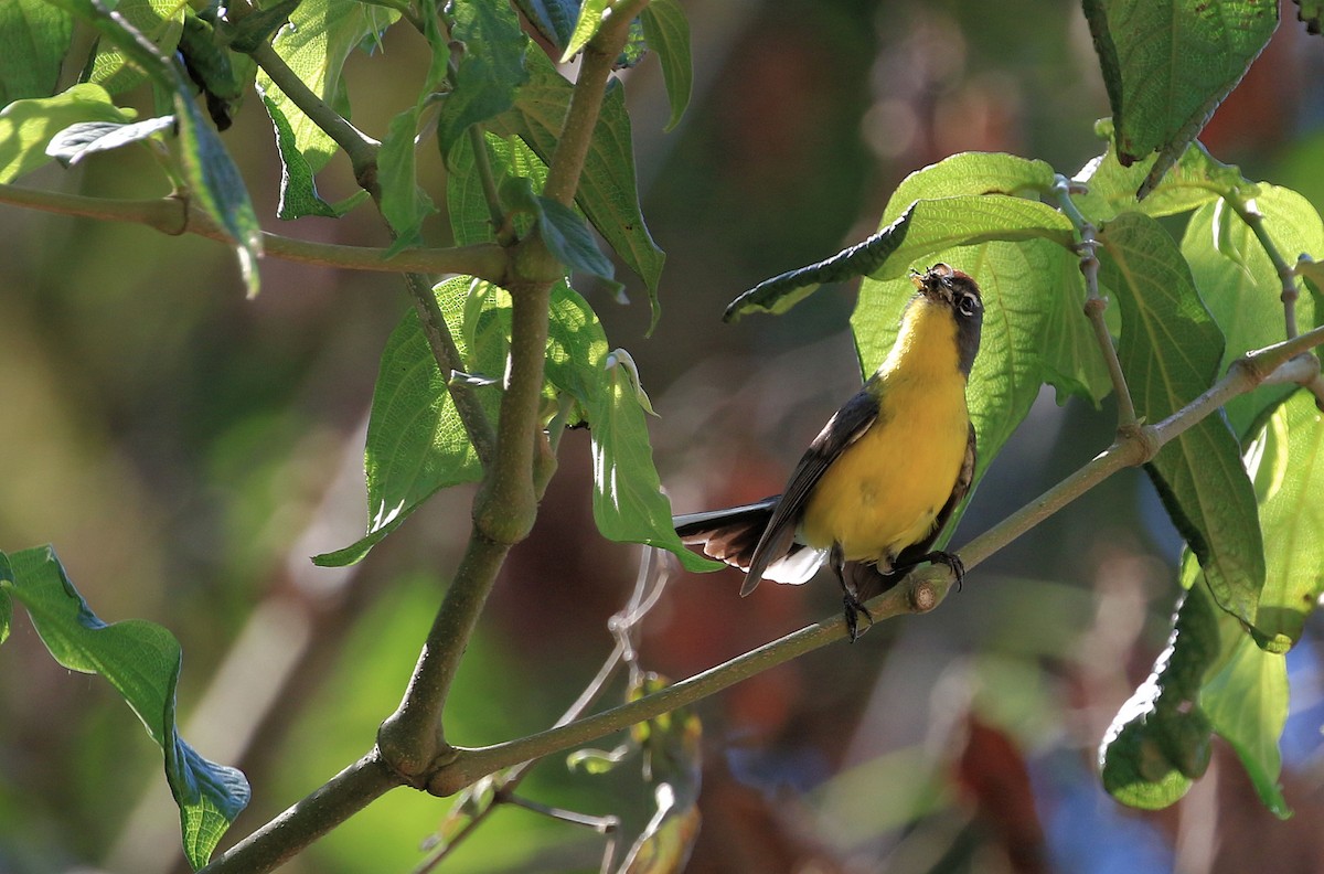 Brown-capped Redstart - ML100131301