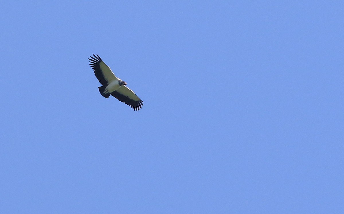 King Vulture - ML100131401