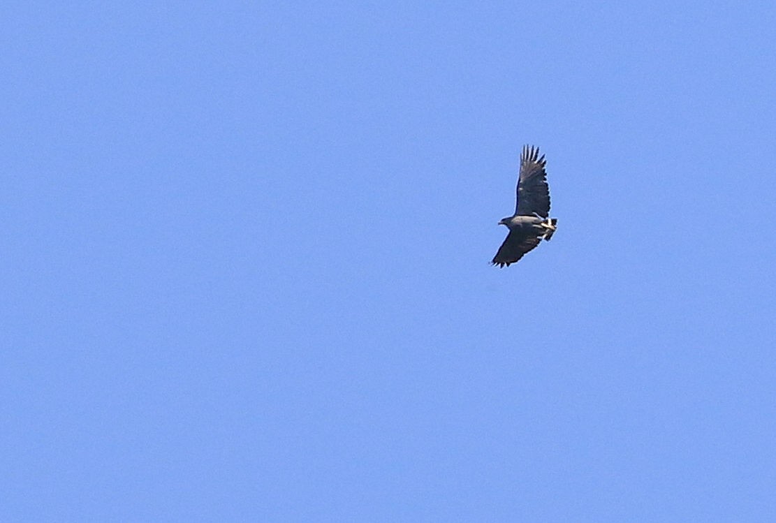 Solitary Eagle - ML100131481