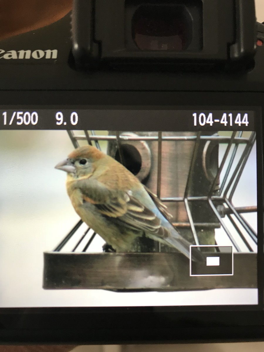 Blue Grosbeak - ML100131701