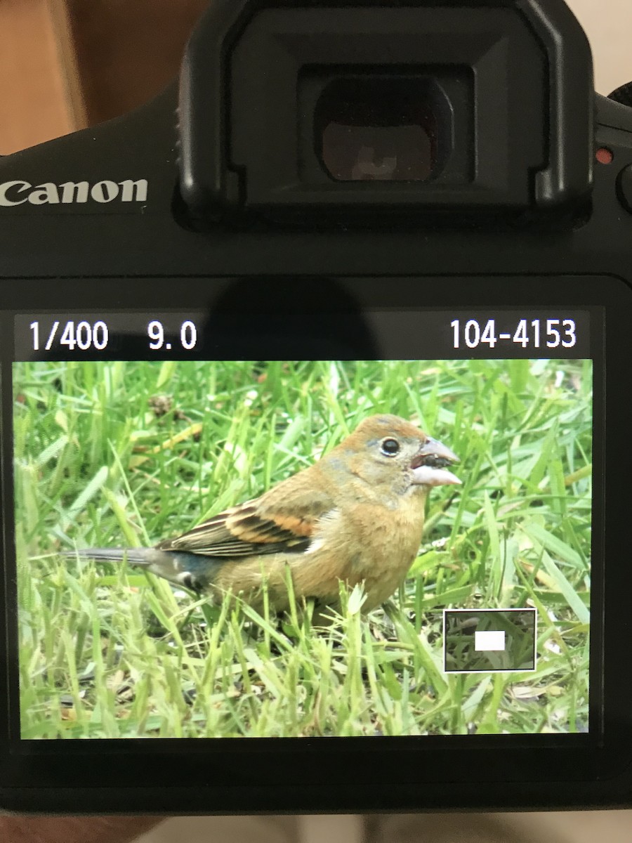 Blue Grosbeak - ML100131751