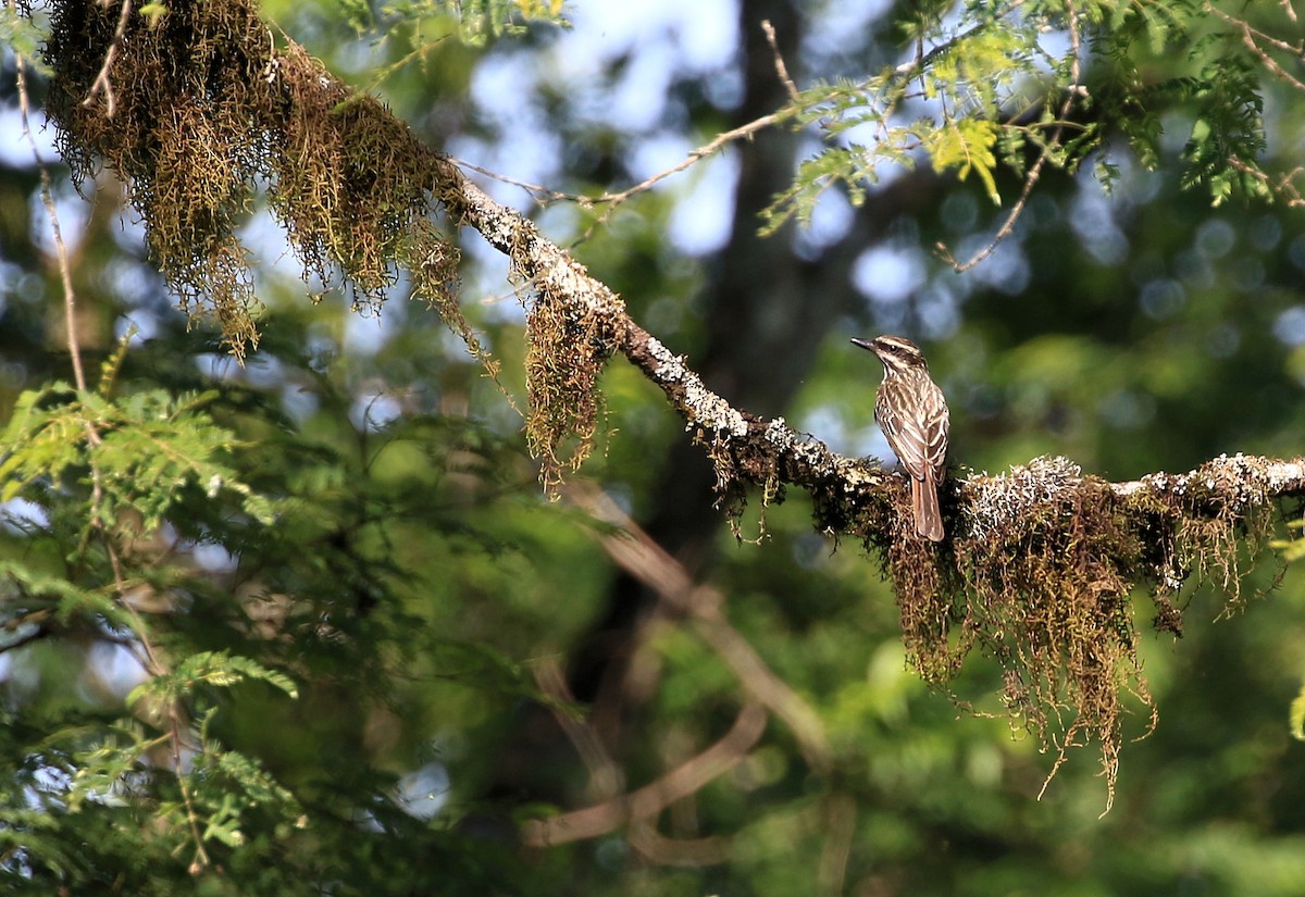 Streaked Flycatcher - ML100131911