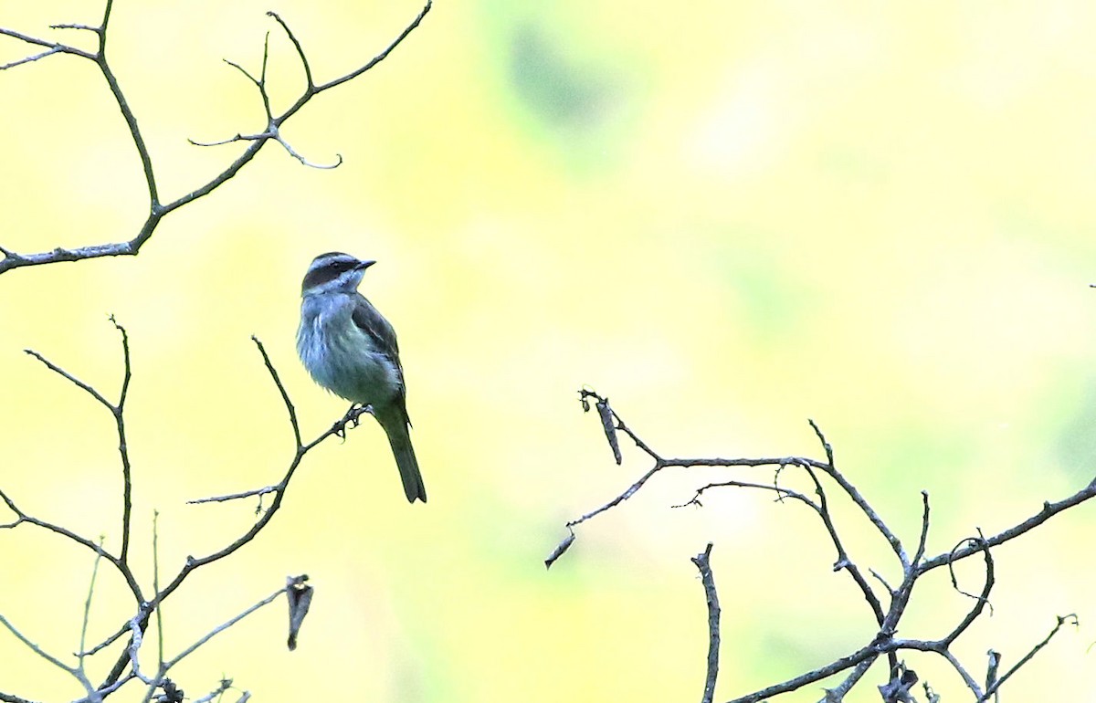 Piratic Flycatcher - ML100132391