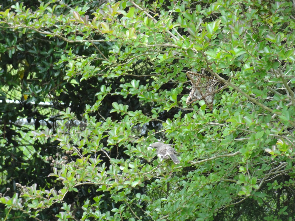 Northern Mockingbird - ML100132971