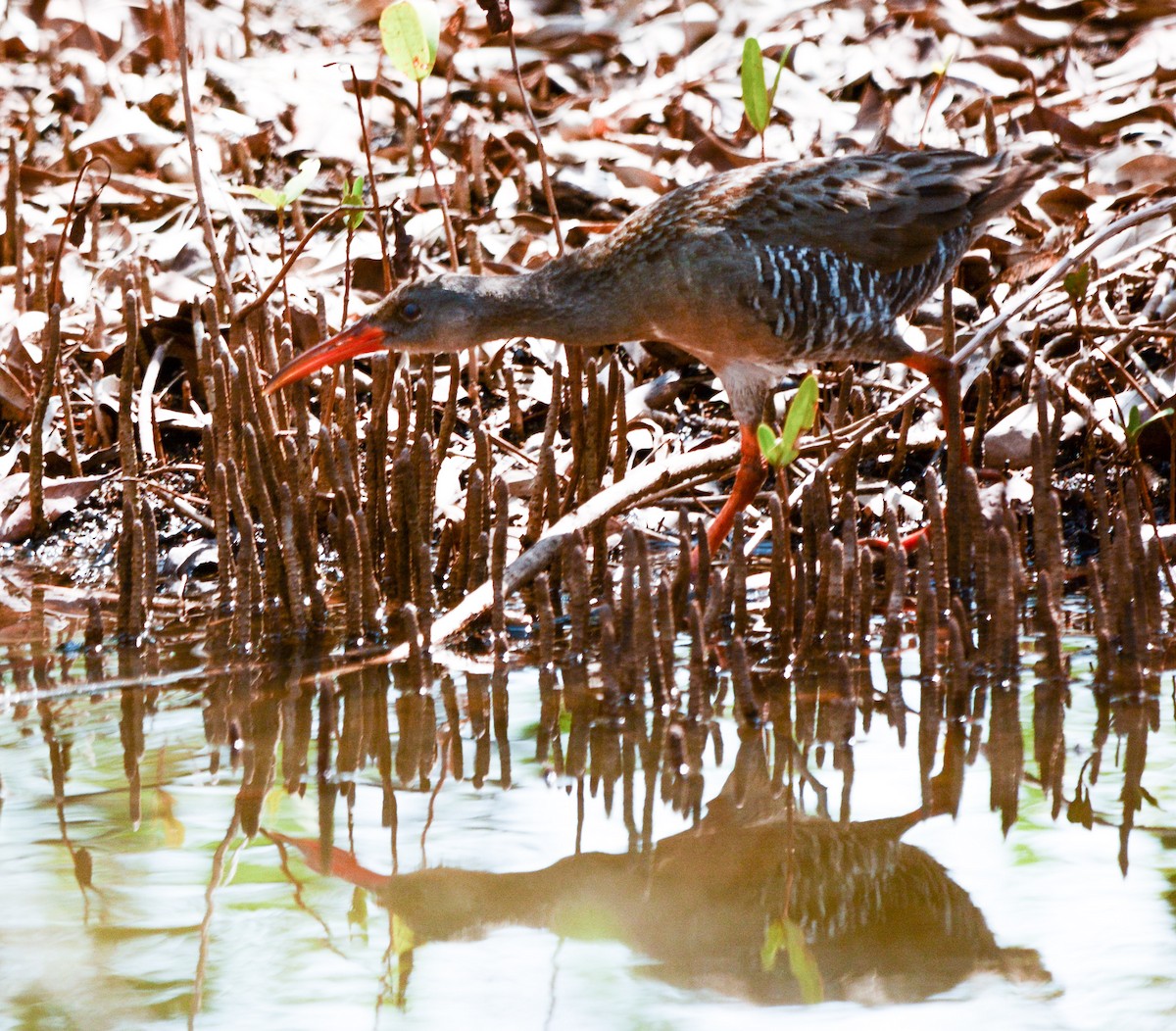 Rascón de Manglar - ML100133021