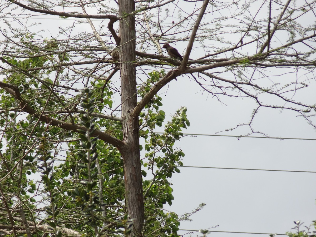 Northern Flicker - ML100133261