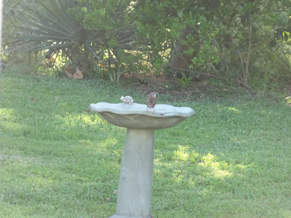 Carolina Wren - ML100133661