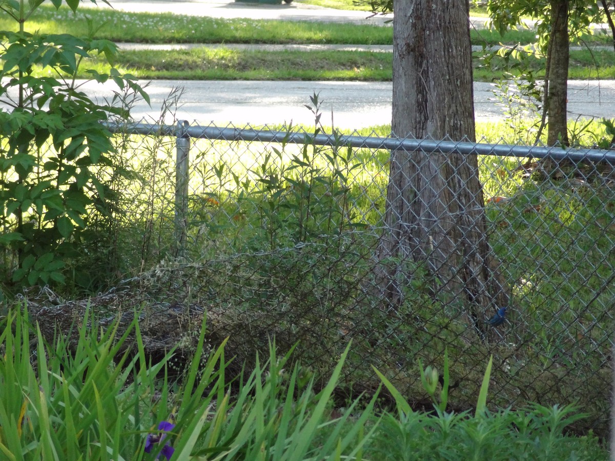 Blue Grosbeak - ML100133961