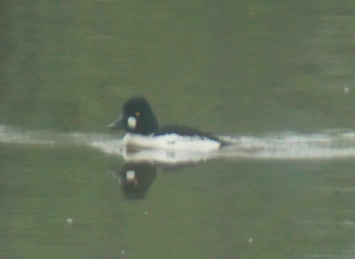 Common Goldeneye - ML100135591