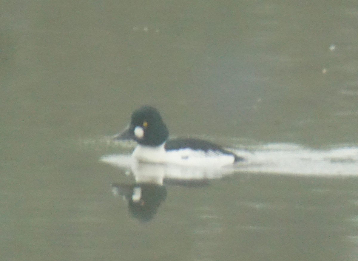 Common Goldeneye - ML100135611