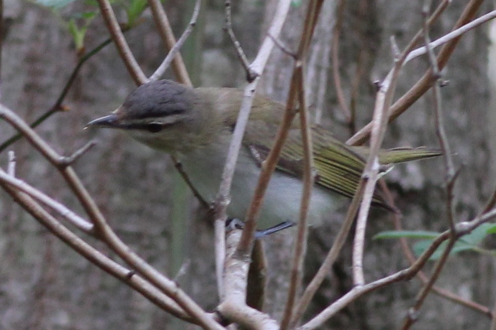 Red-eyed Vireo - ML100136471