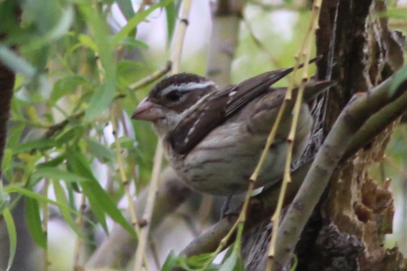 Rose-breasted Grosbeak - ML100136581