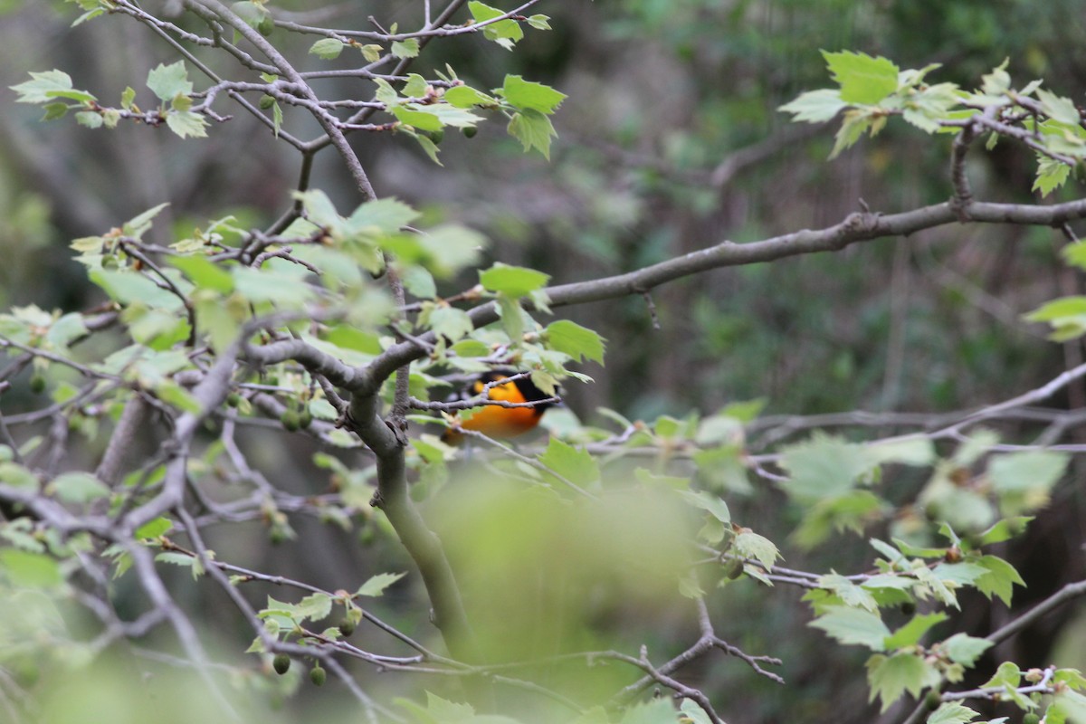 Baltimore Oriole - ML100136601