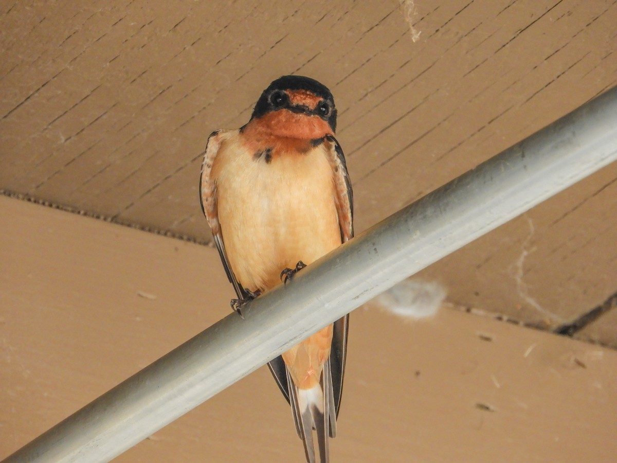 Barn Swallow - ML100137561