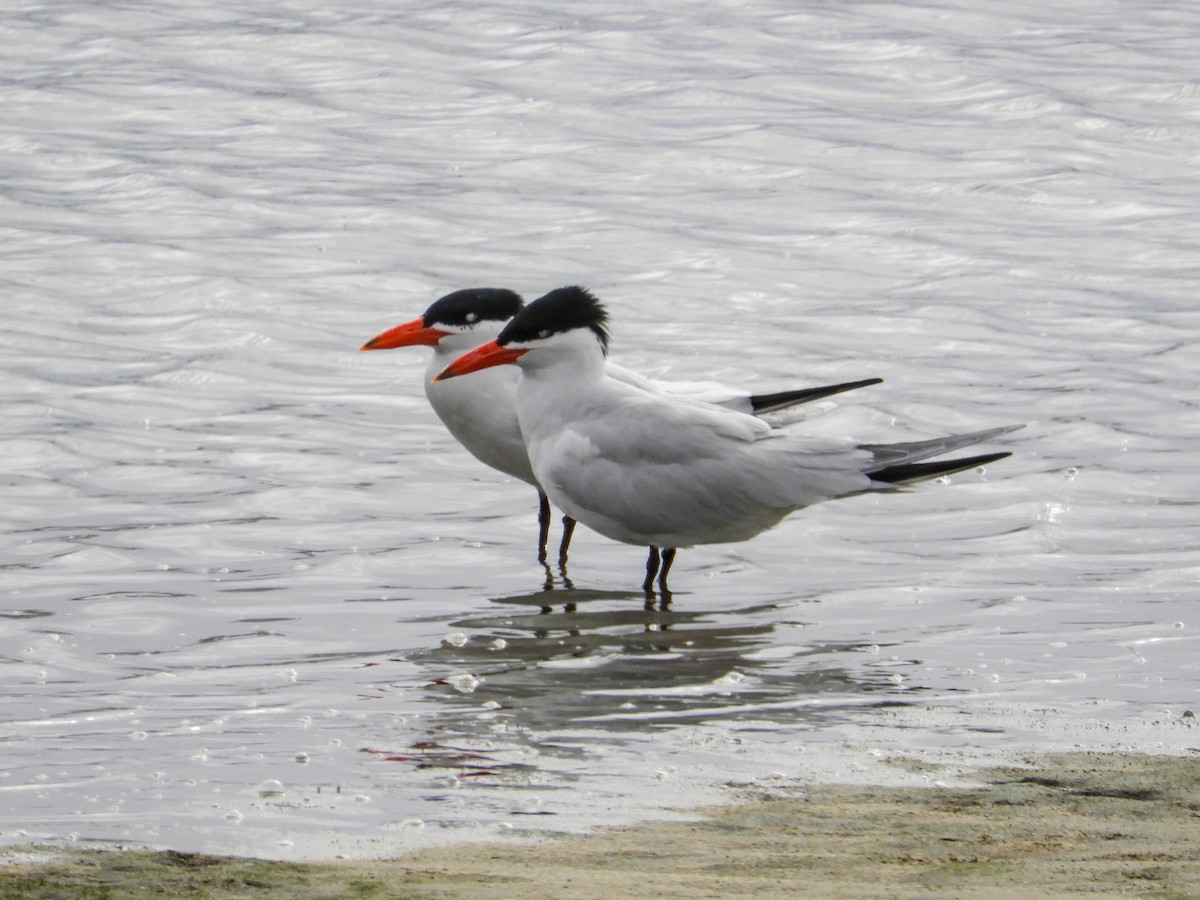 Caspian Tern - ML100138561