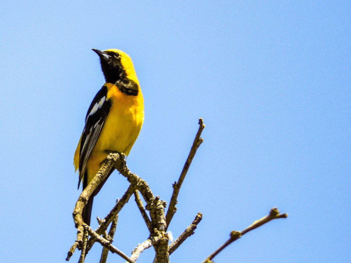 Oriole masqué - ML100139761