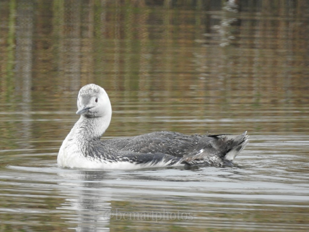 Red-throated Loon - ML100140101