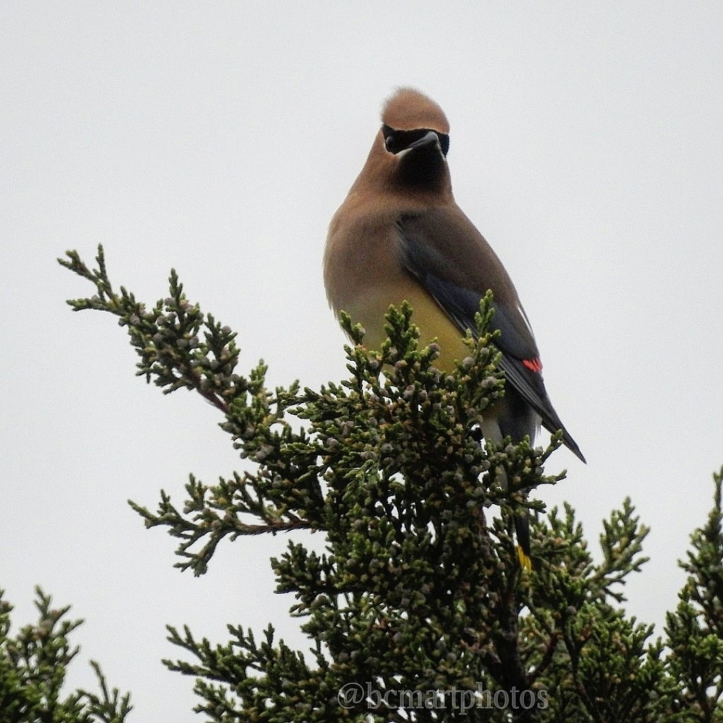 Cedar Waxwing - Brian Martins