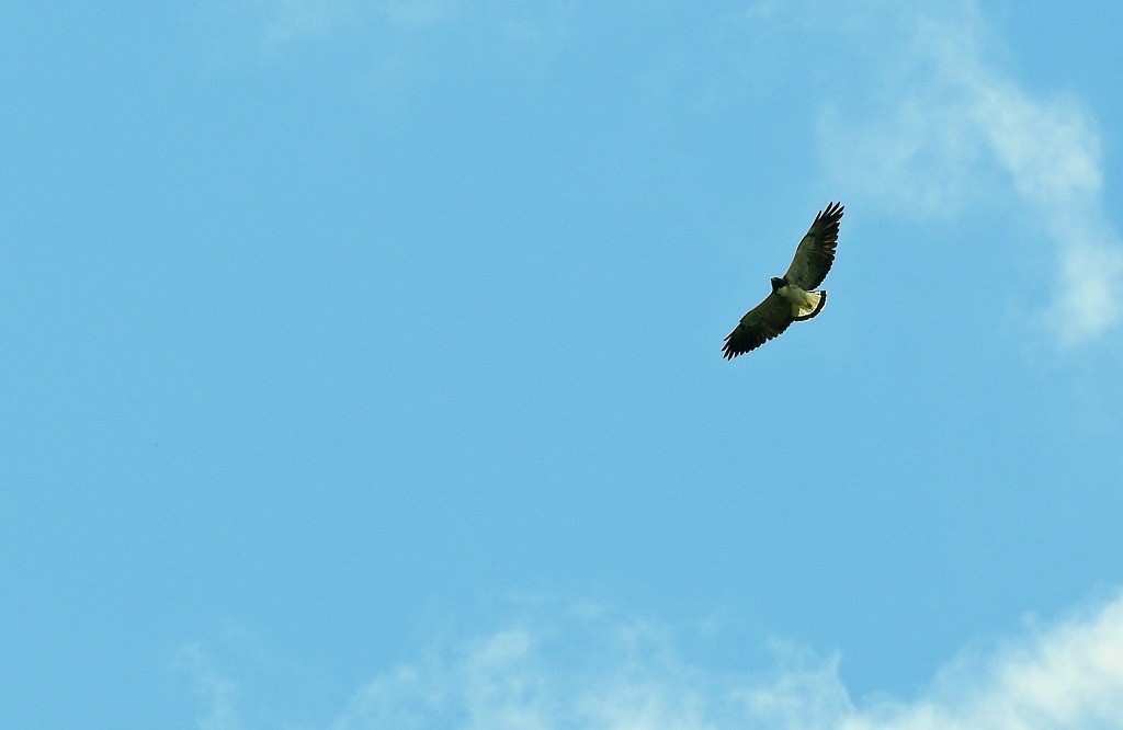 White-tailed Hawk - ML100140621