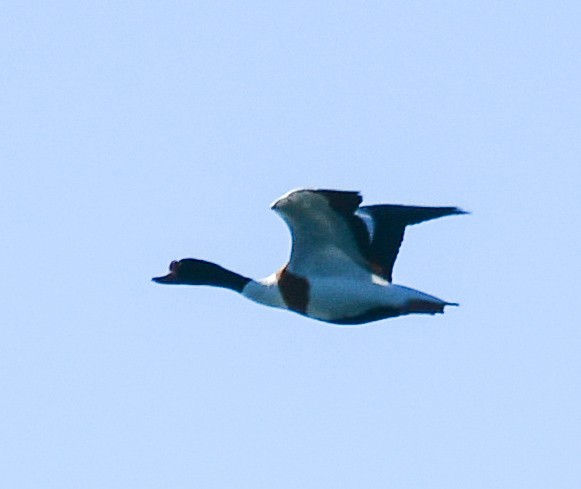 Common Shelduck - ML100143201