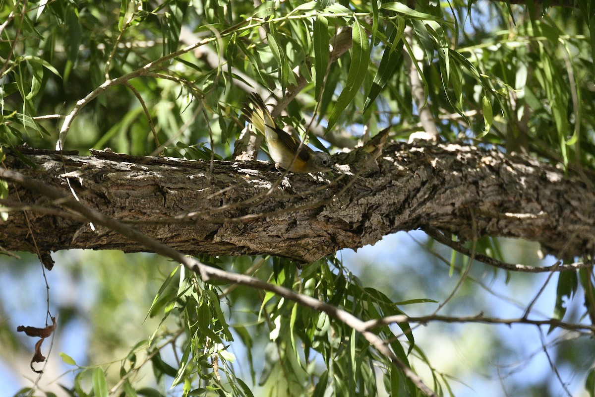 American Redstart - ML100143301