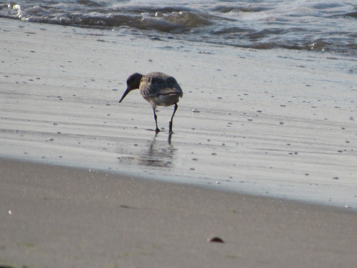 Red Knot - ML100144081