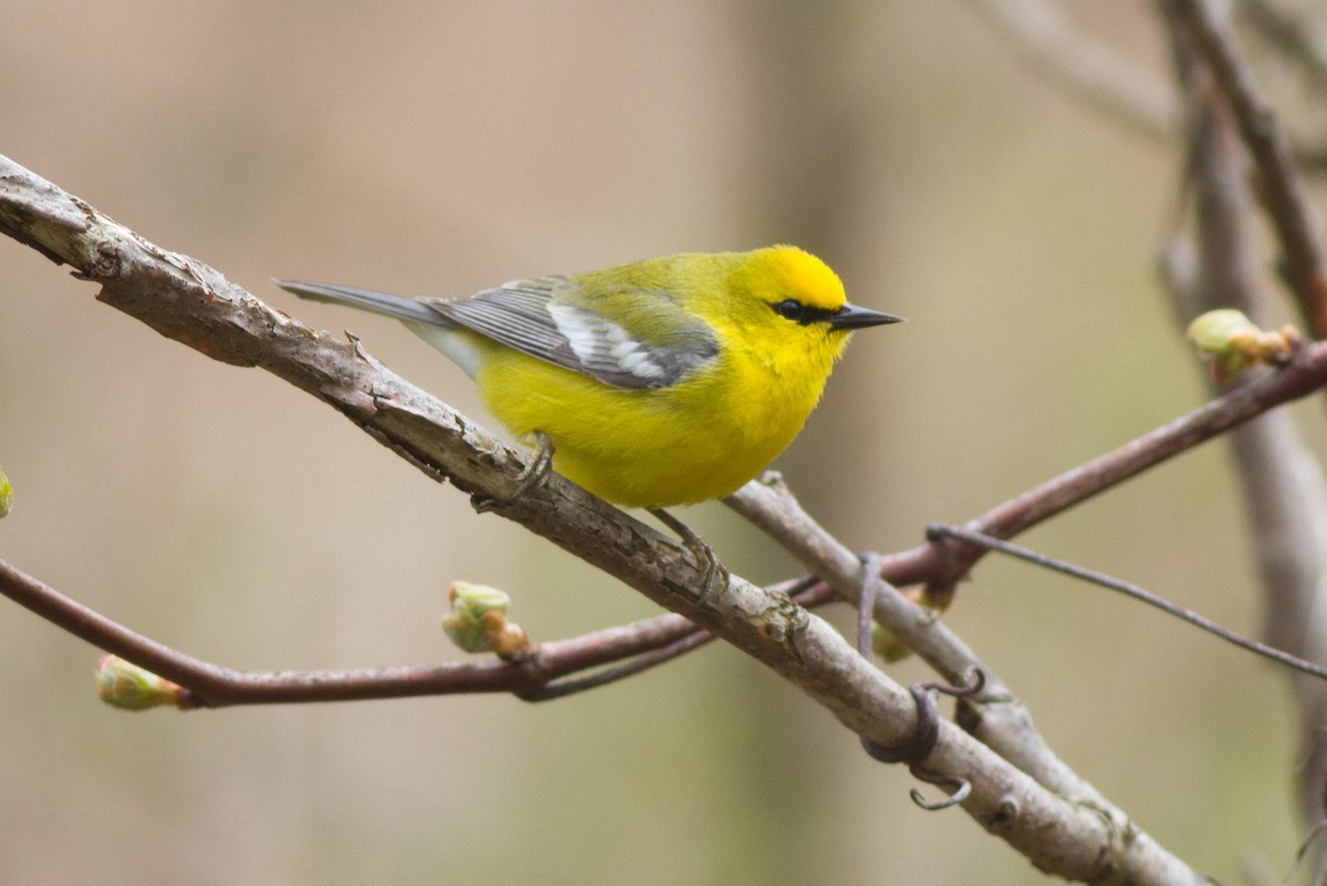 Blue-winged Warbler - ML100144471