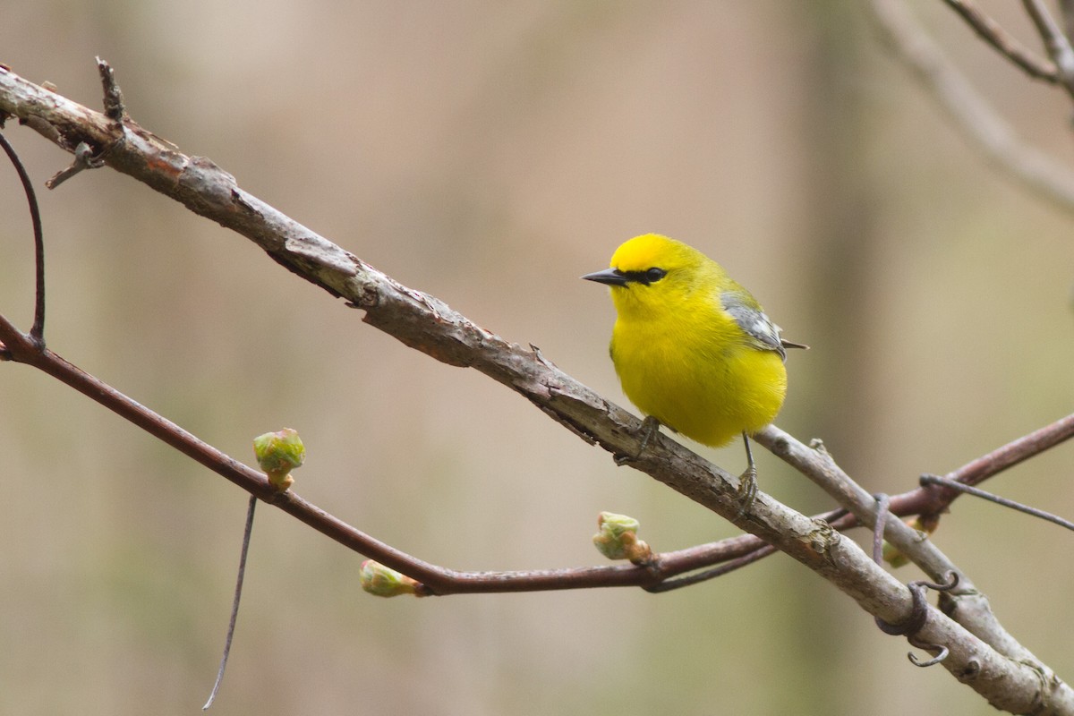 Blue-winged Warbler - ML100144481