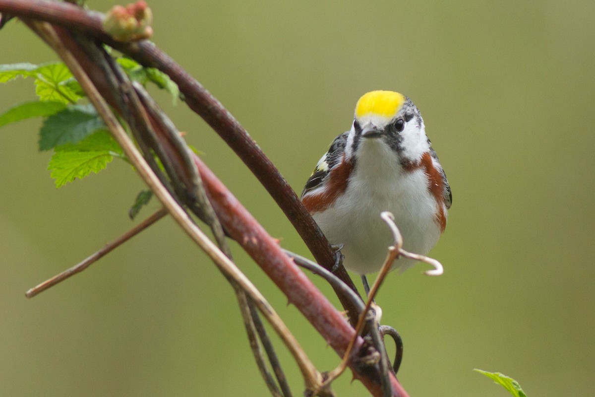 Chestnut-sided Warbler - ML100144531