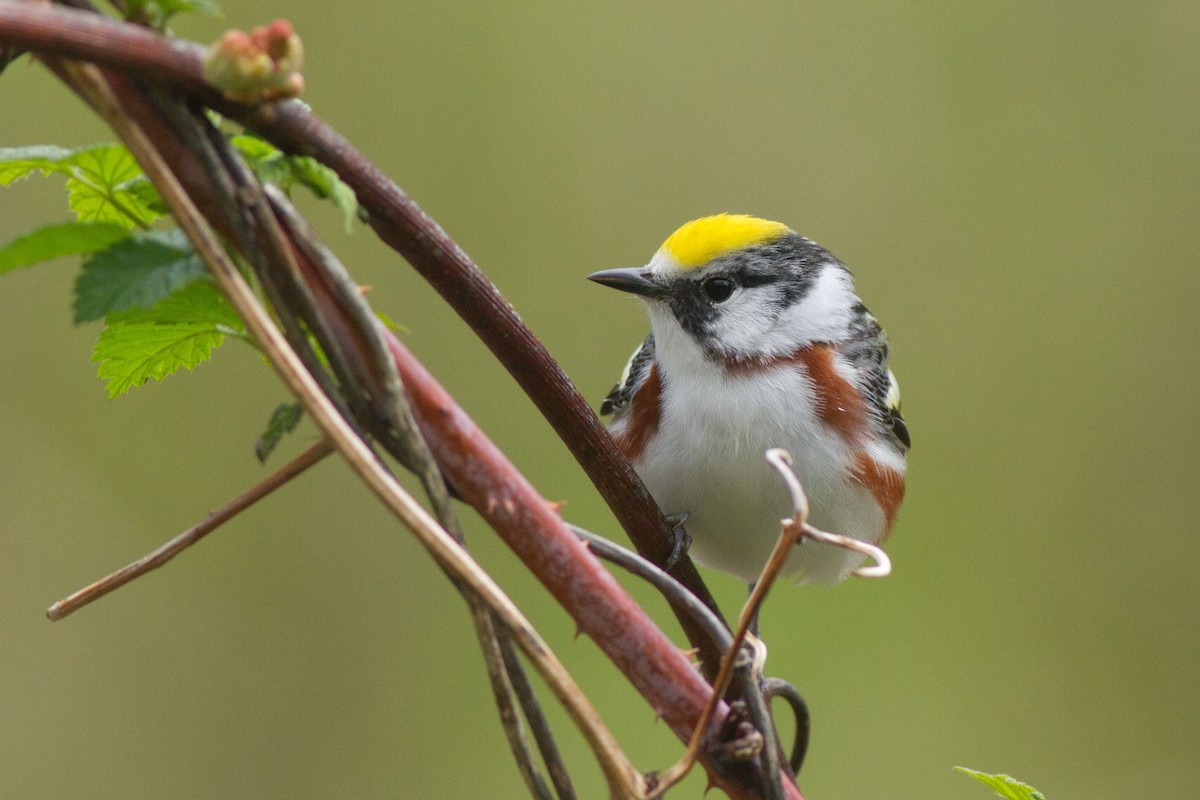 Chestnut-sided Warbler - ML100144541