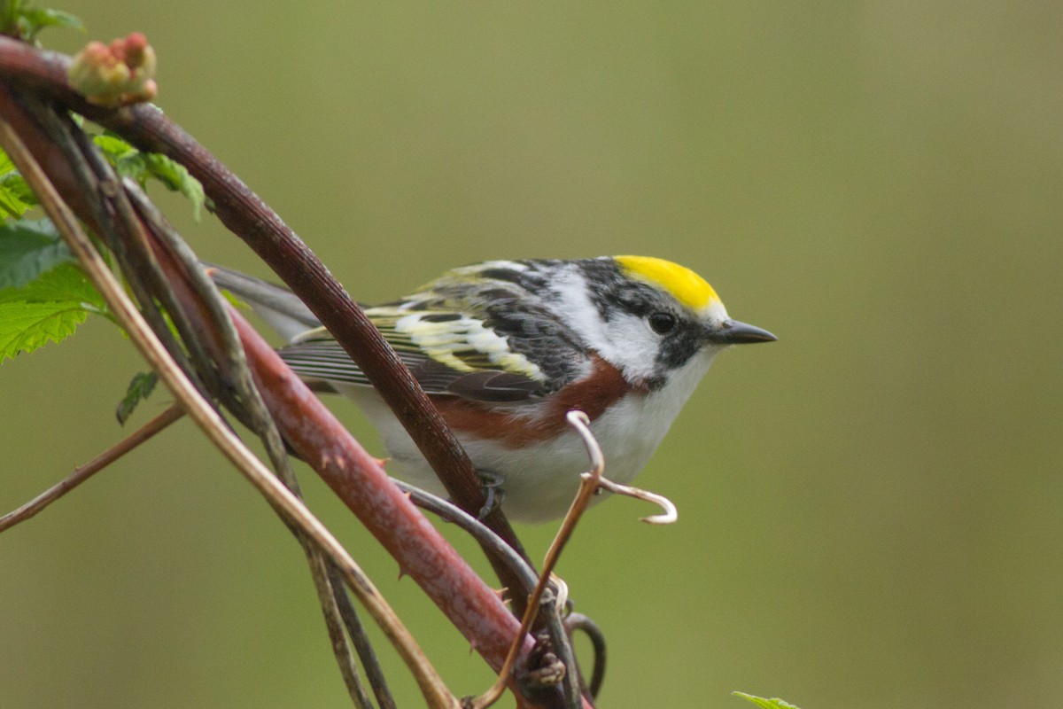 Chestnut-sided Warbler - ML100144561