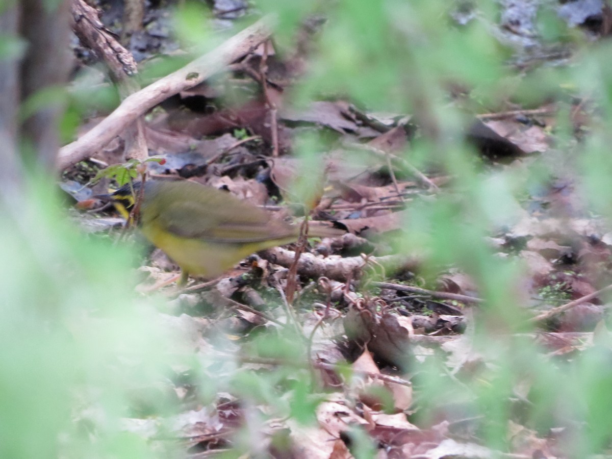 Kentucky Warbler - ML100144971