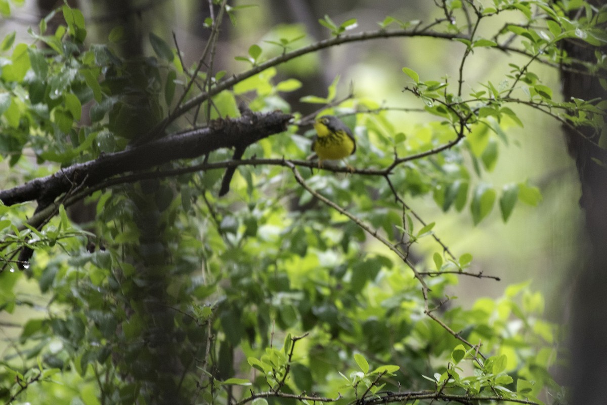 Paruline du Canada - ML100145401